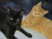black and yellow cats