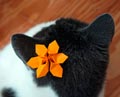 Lady Coco -The Origami Studio Cat thumbnail