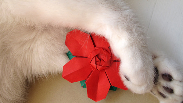 Gatito blanco con patas sujetando flor roja de papel origami. También puede ser un copo de nieve.